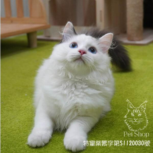 271海雙布偶妹妹 ​生日2024/12/20
