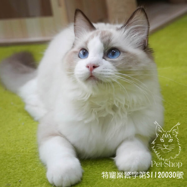 已有家~278海雙布偶弟弟 ​生日2024/11/15 - Image 2