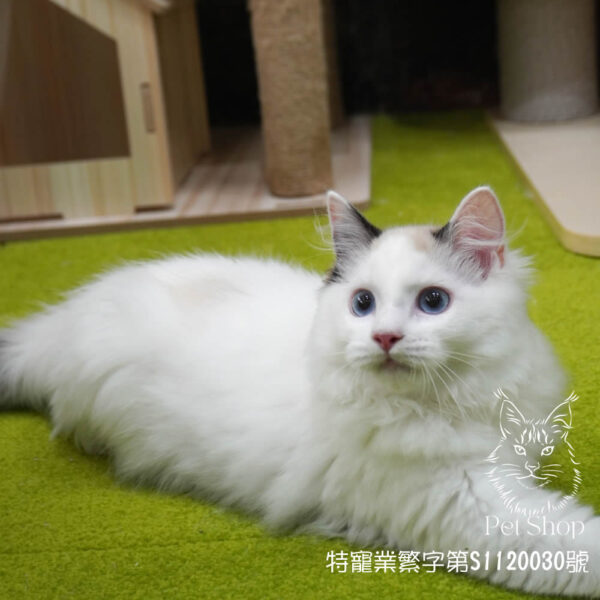 271海雙布偶妹妹 ​生日2024/12/20 - Image 2