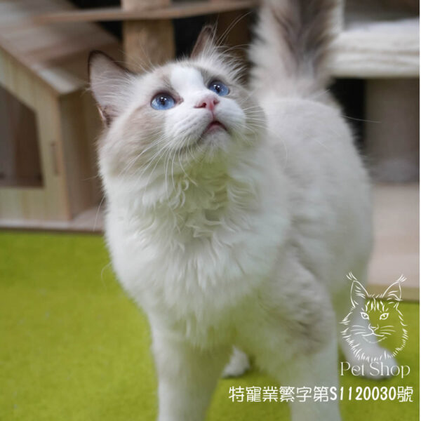 已有家~278海雙布偶弟弟 ​生日2024/11/15 - Image 3