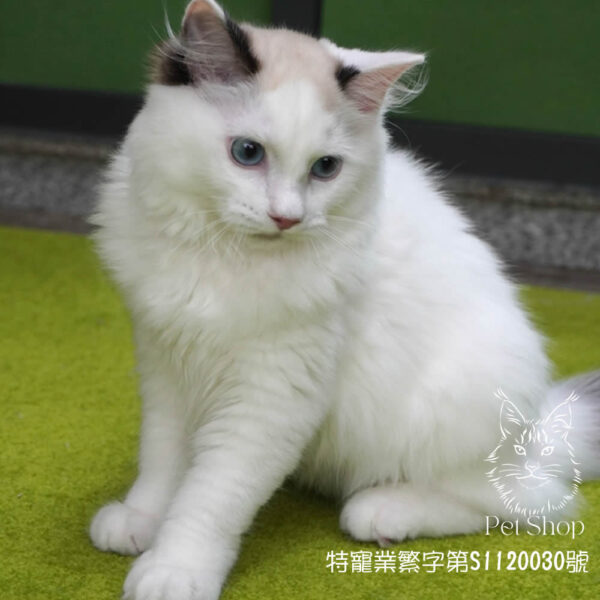 271海雙布偶妹妹 ​生日2024/12/20 - Image 3