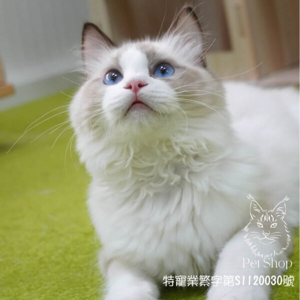 已有家~278海雙布偶弟弟 ​生日2024/11/15