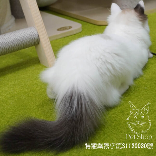 271海雙布偶妹妹 ​生日2024/12/20 - Image 4