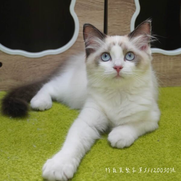 275海雙布偶妹妹 ​生日2025/1/16