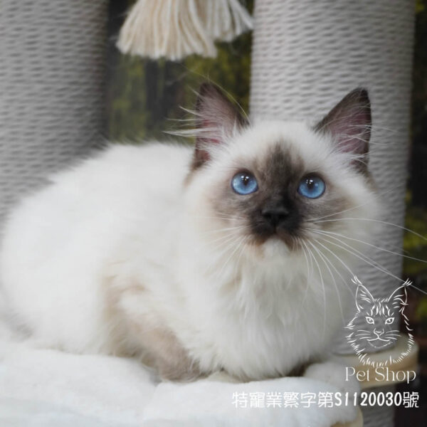 269手套色布偶妹妹 ​生日2024/12/24 - Image 3