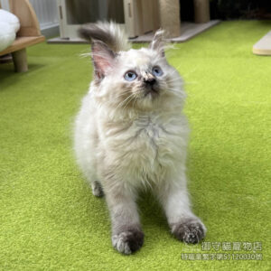 377藍玳瑁色布偶貓妹妹 ​生日2025/6/13