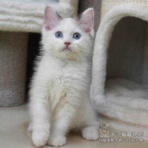 甜甜價_386海雙色布偶貓弟弟 ​生日2025/7/6