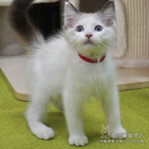 甜甜價_389海雙色布偶貓妹妹 ​生日2025/7/6