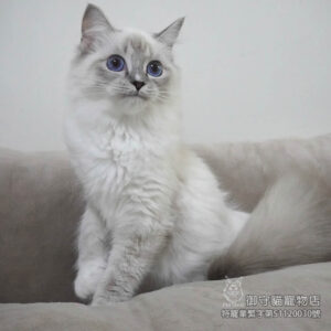 371藍山貓紋手套色布偶貓妹妹 ​生日2025/5/8