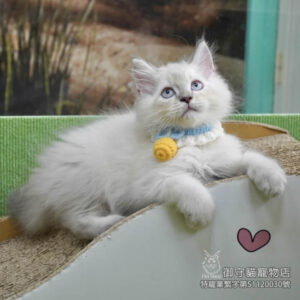 375藍山貓紋手套色布偶貓弟弟 ​生日2025/6/13