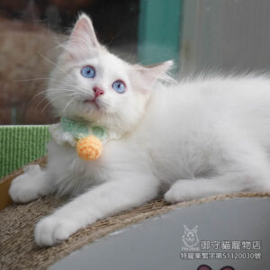 甜甜價_355藍雙布偶貓弟弟 ​生日2025/6/7