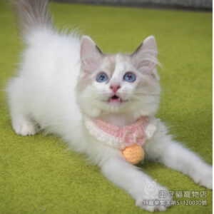 甜甜價_358海雙布偶貓妹妹 ​生日2025/6/7