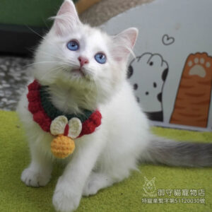 甜甜價_357藍雙布偶貓妹妹 ​生日2025/6/7