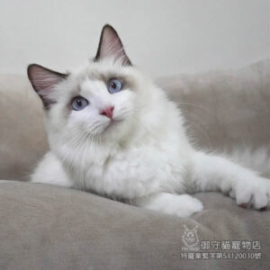 405海雙色布偶貓弟弟 ​生日2025/6/15