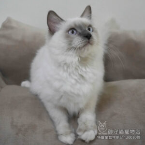 409藍重點布偶貓妹妹 ​生日2025/6/22