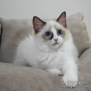 400海雙布偶貓妹妹 ​生日2025/7/20