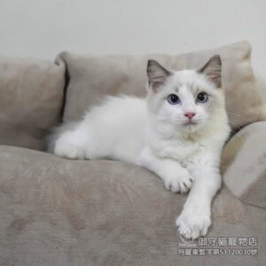 396海雙色布偶貓弟弟 ​生日2025/7/17