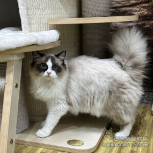 400海雙布偶貓妹妹 ​生日2025/7/20