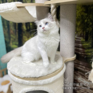 已有家~396藍雙布偶貓弟弟 ​生日2025/7/17