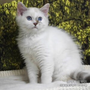 435玳瑁色布偶貓妹妹 ​生日2025/9/30