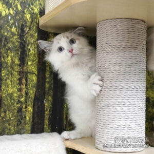 437海豹山貓紋布偶貓弟弟 ​生日2025/9/30