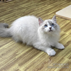 417藍山貓紋布偶貓弟弟 ​生日2025/8/13