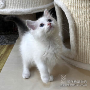 450海豹山貓紋布偶貓妹妹 ​生日2025/12/30