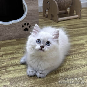 449藍重點色布偶貓妹妹 ​生日2025/12/30