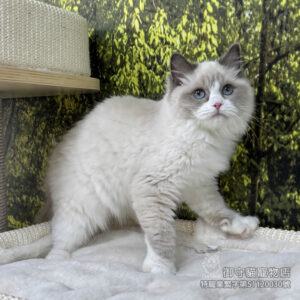 已預定~429藍雙布偶貓妹妹 ​生日2025/9/29