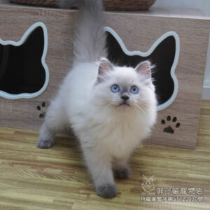 已預定~451藍重點色布偶貓妹妹 ​生日2025/12/30