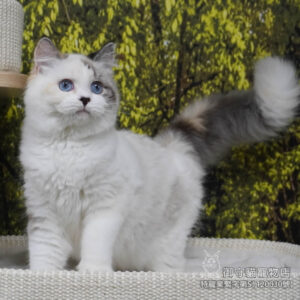 413稀有海豹玳瑁色布偶貓妹妹 ​生日2025/8/6