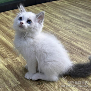 已預訂~447藍雙布偶貓弟弟 ​生日2025/12/30